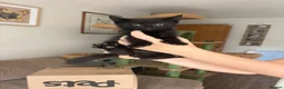 Mixed Breed cats for sale: Lovely kittens looking for lovely homes  - Advert 4