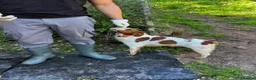 Brittany Spaniel dogs for adoption: Wally - Advert 6