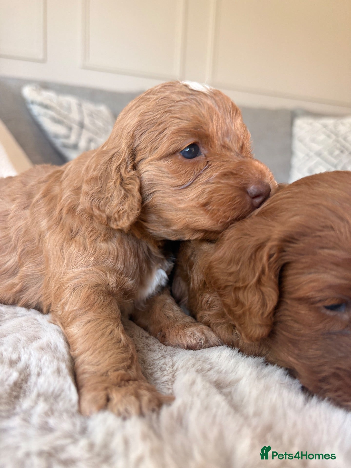 Cockapoo dogs Newborn F1 Toy show Cockapoo pups DNA tests - Advert 1