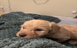Mixed Breed dogs for sale: Lovely Cockapoo x miniature Labradoodle puppies!  - Advert 8