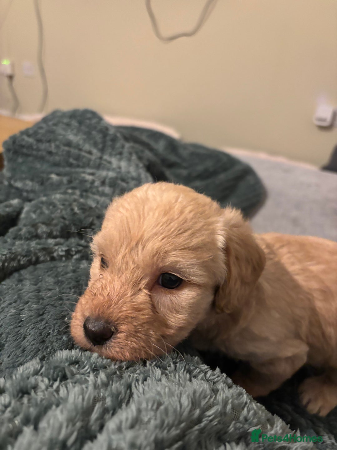 Mixed Breed dogs for sale: Lovely Cockapoo x miniature Labradoodle puppies!  - Advert 8