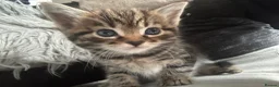 Bengal cats for sale: Maine Coon and Bengal cross kittens - Advert 10