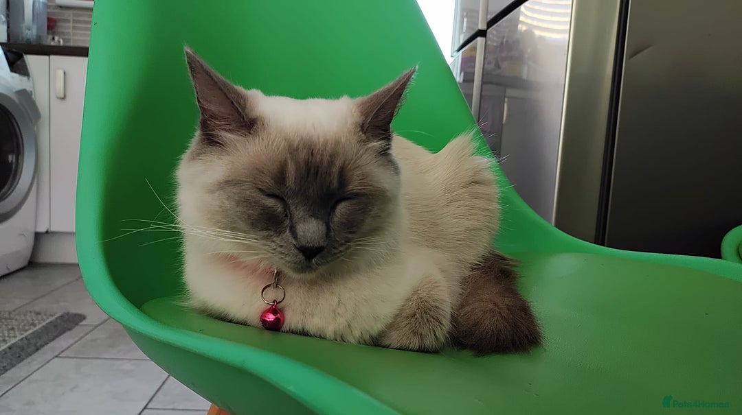 Ragdoll cats for sale: Half breed Ragdoll female kitten available  - Image 15