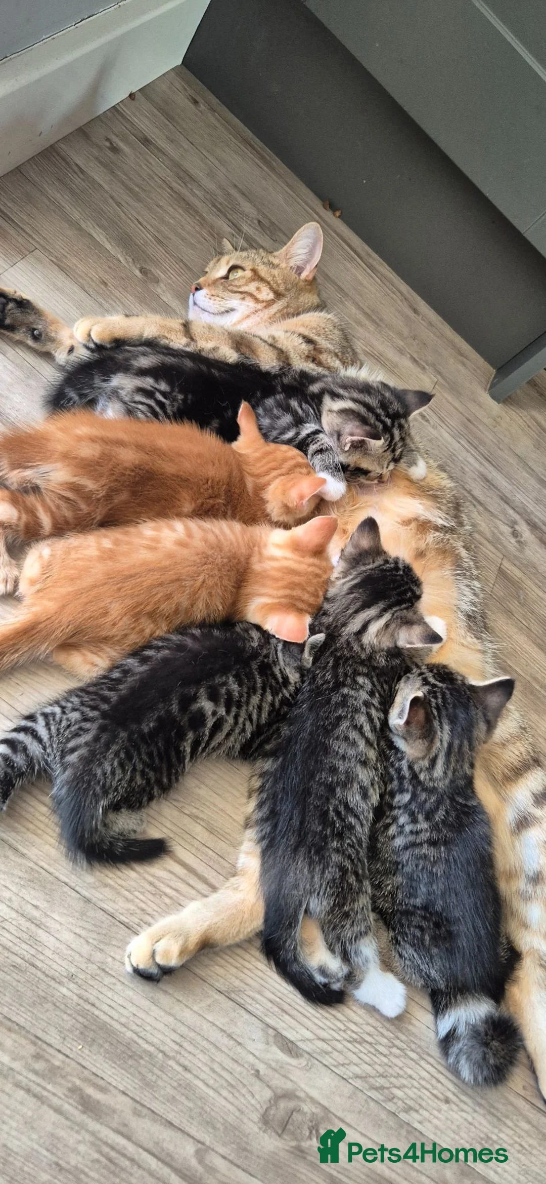 Mixed Breed cats for sale: Beautiful stripey ginger/tabby kittens.  - Advert 1