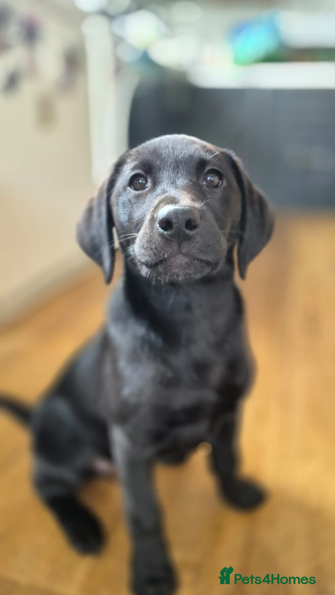 Labrador Retriever dogs for sale: KC Registered Working Black Girl Pup - Advert 1