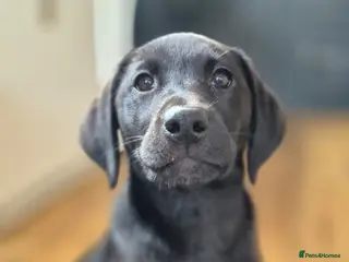 Labrador Retriever dogs KC Registered Working Black Girl Pup - Advert 3