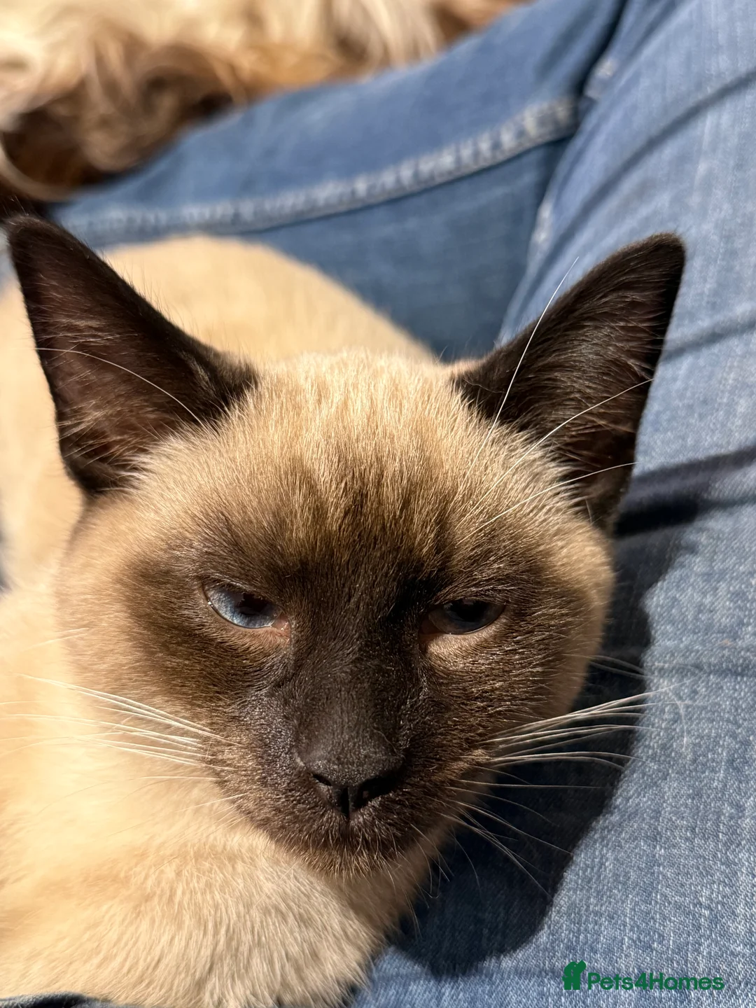 Tonkinese cats for sale: Cheeky little Chap Loki - Advert 1