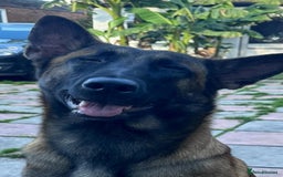Belgian Shepherd Dog dogs for sale: Guard dog Belgium Malanoi - Image 5