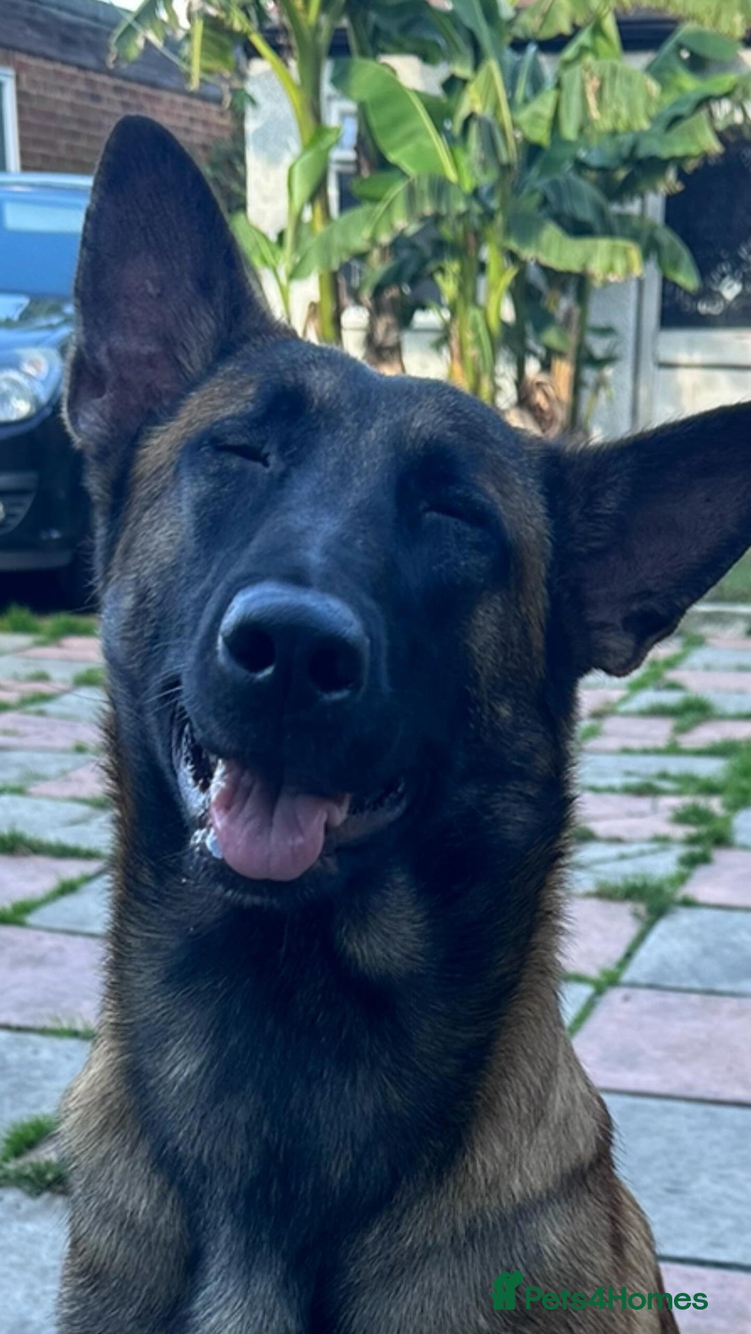 Belgian Shepherd Dog dogs for sale: Guard dog Belgium Malanoi - Image 5