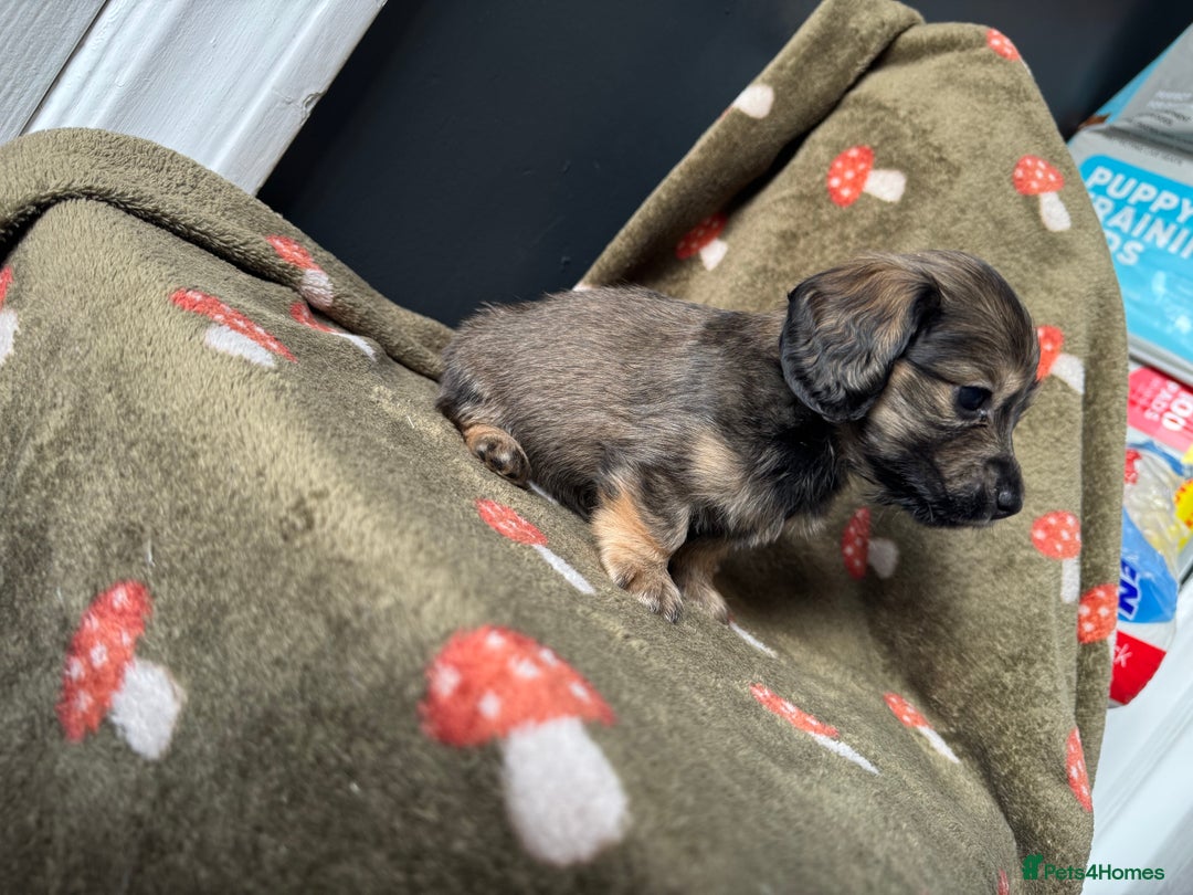 Miniature Dachshund dogs for sale: Cream&Shaded KC reg. PRA clear 4 weeks old - Image 12