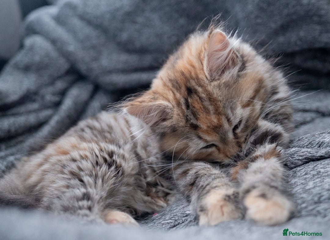 Maine Coon cats for sale: mix maine coon kitten - Image 4