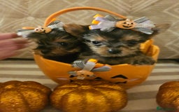 Yorkshire Terrier dogs for sale: Yorkshire terrier puppies  - Image 18