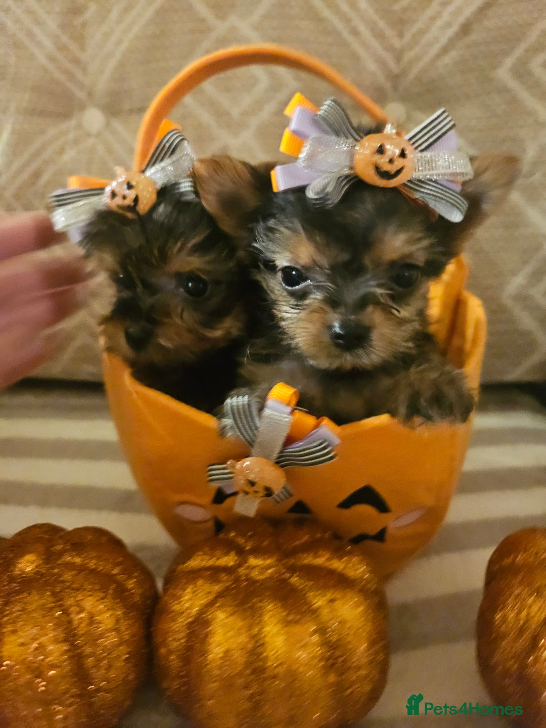 Yorkshire Terrier dogs for sale: Yorkshire terrier puppies  - Image 18