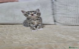 Mixed Breed cats for sale: Sweet Kitties - Image 5