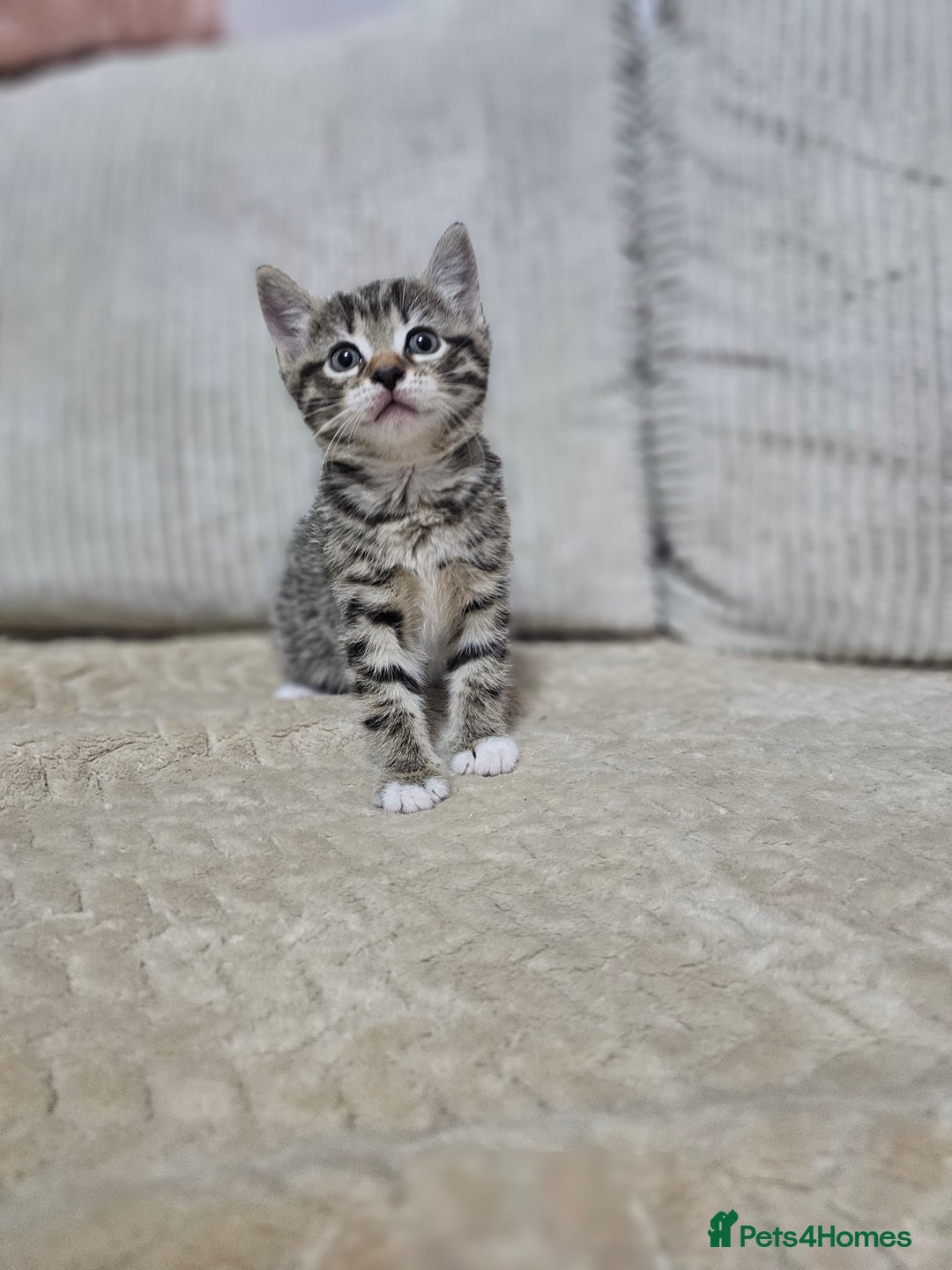 Mixed Breed cats for sale: Sweet Kitties - Image 5