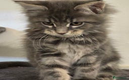 Maine Coon cats for sale: Beautiful Maine coon kittens  - Image 10