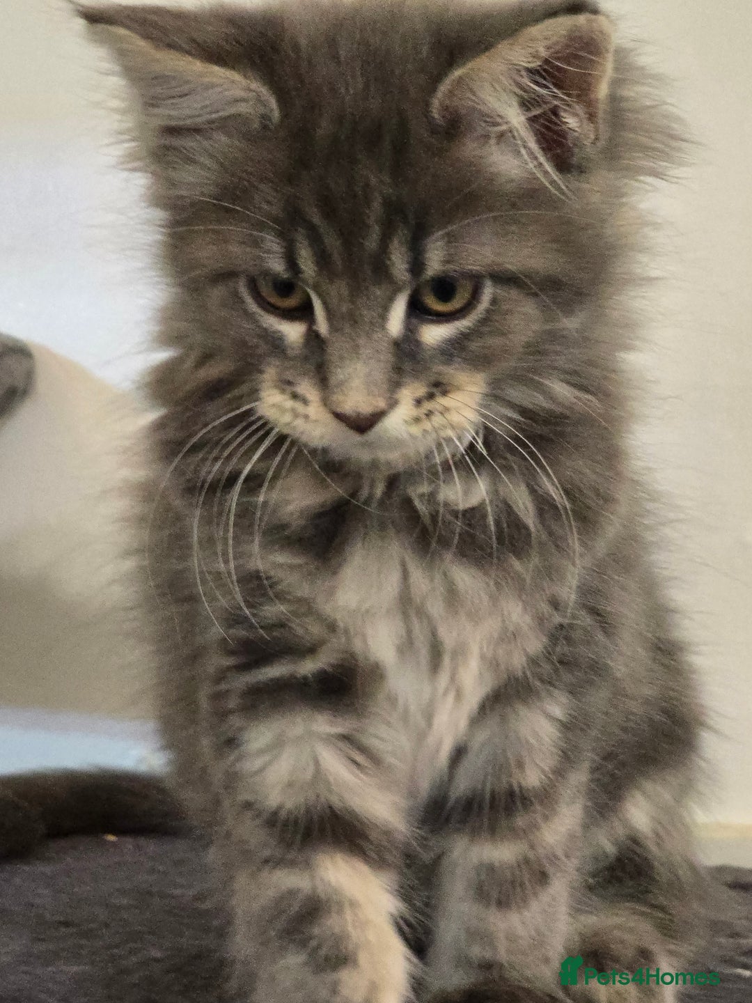 Maine Coon cats for sale: Beautiful Maine coon kittens  - Image 10