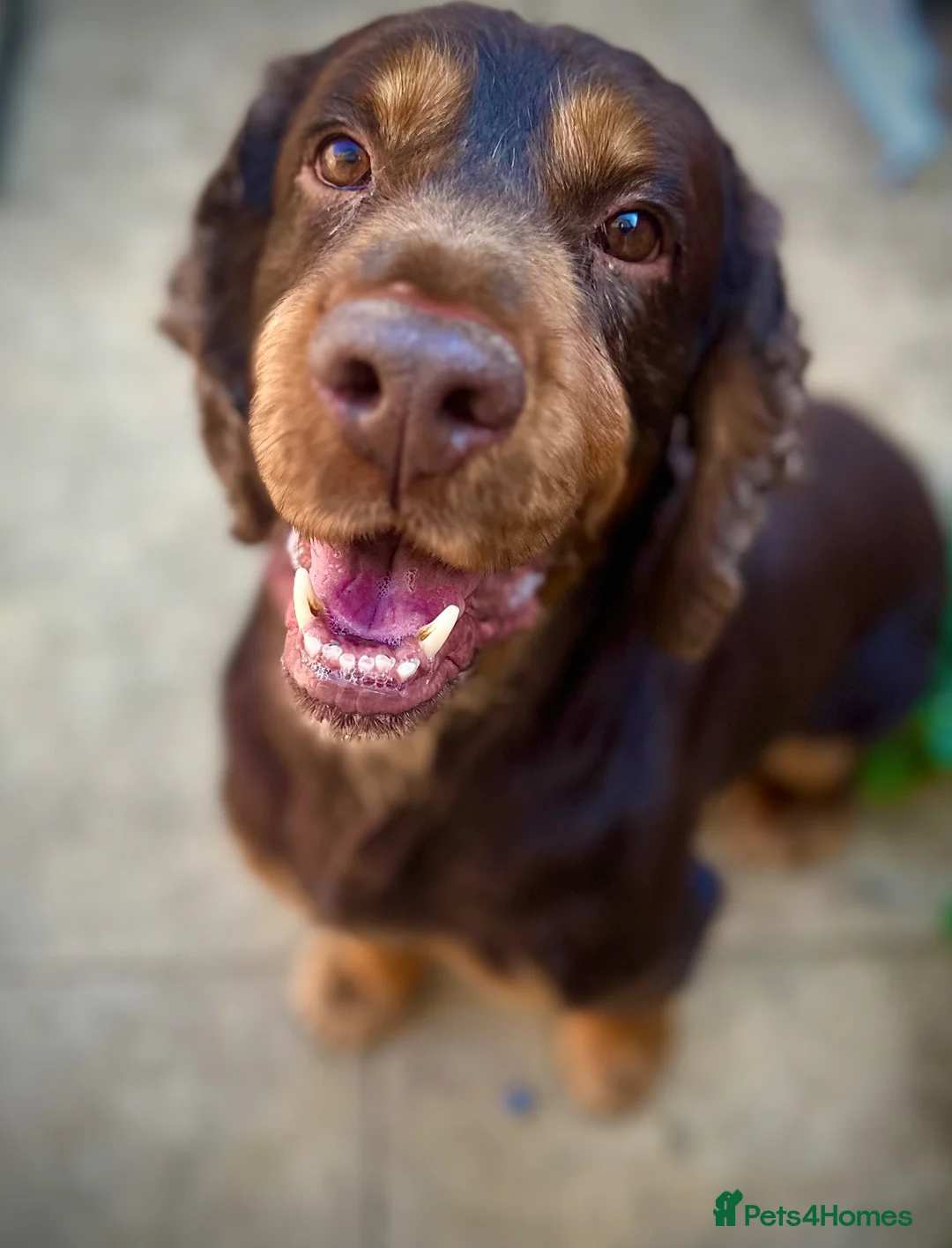 Cocker Spaniel dogs for sale: Cocker spaniel  - Advert 1
