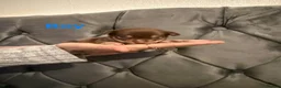 Chihuahua dogs for sale: Chihuahua puppies  in Ripley - Advert 6