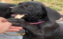 Cane Corso dogs for sale: Big Pure Cane Corso Puppies Ready Now!  - Image 4