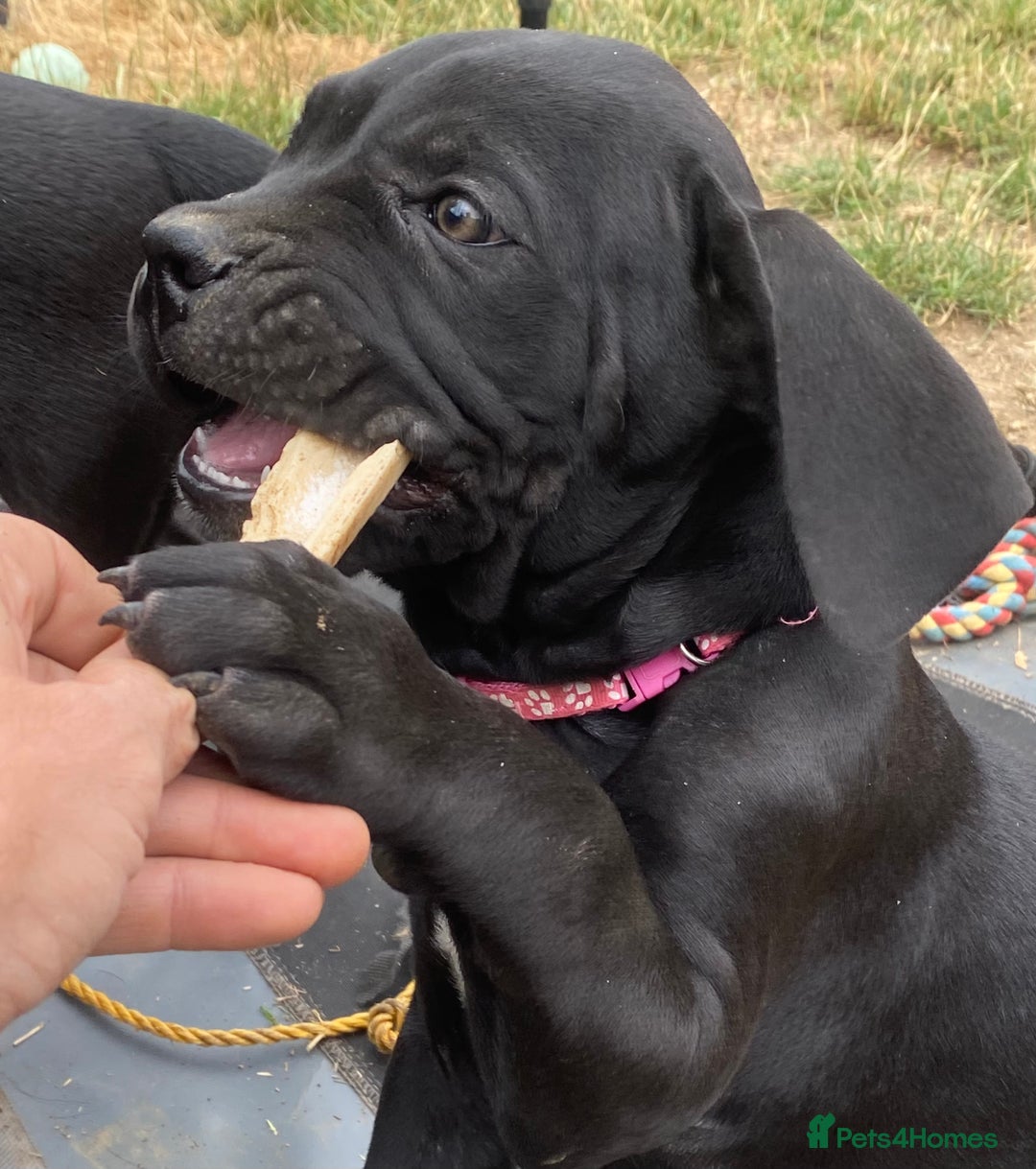 Cane Corso dogs for sale: Big Pure Cane Corso Puppies Ready Now!  - Image 4