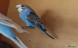 Budgerigars birds for sale: Budgerigars For sale 3 x Violet & 1 x Blue - Advert 4