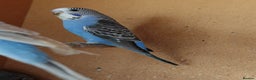 Budgerigars birds for sale: Budgerigars For sale 3 x Violet & 1 x Blue - Advert 4