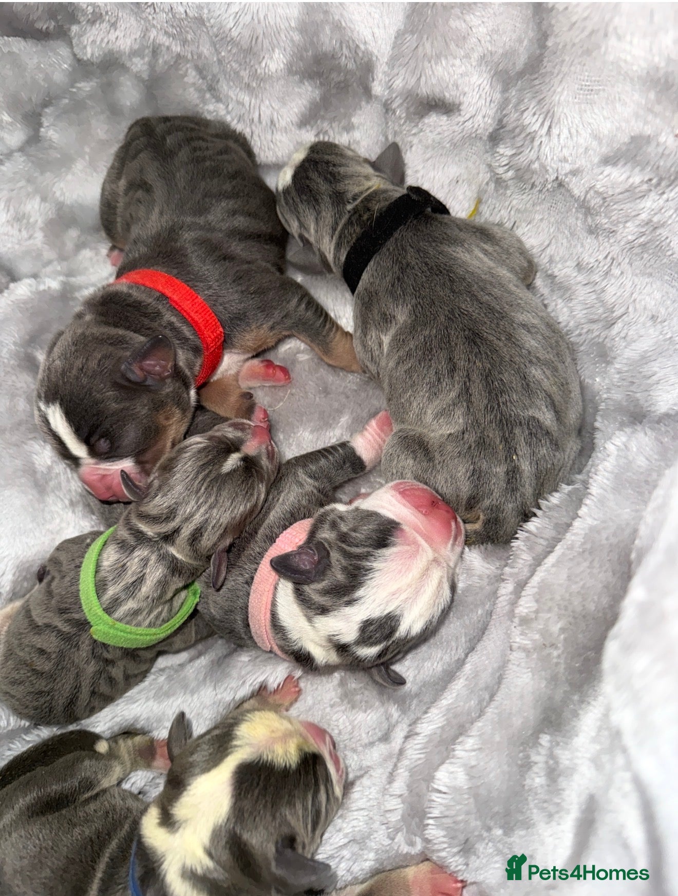 Olde English Bulldogge dogs 🔥🔥Champion bloodline Olde English Bulldog🔥🔥 - Advert 2