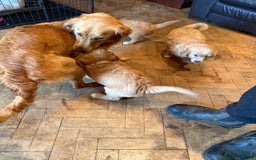 Golden Retriever dogs for sale: Chunky red golden retriever puppies  - Image 11