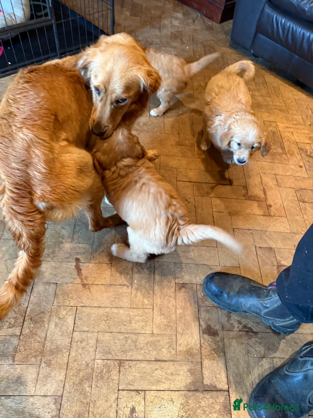 Golden Retriever dogs for sale: Chunky red golden retriever puppies  - Image 11