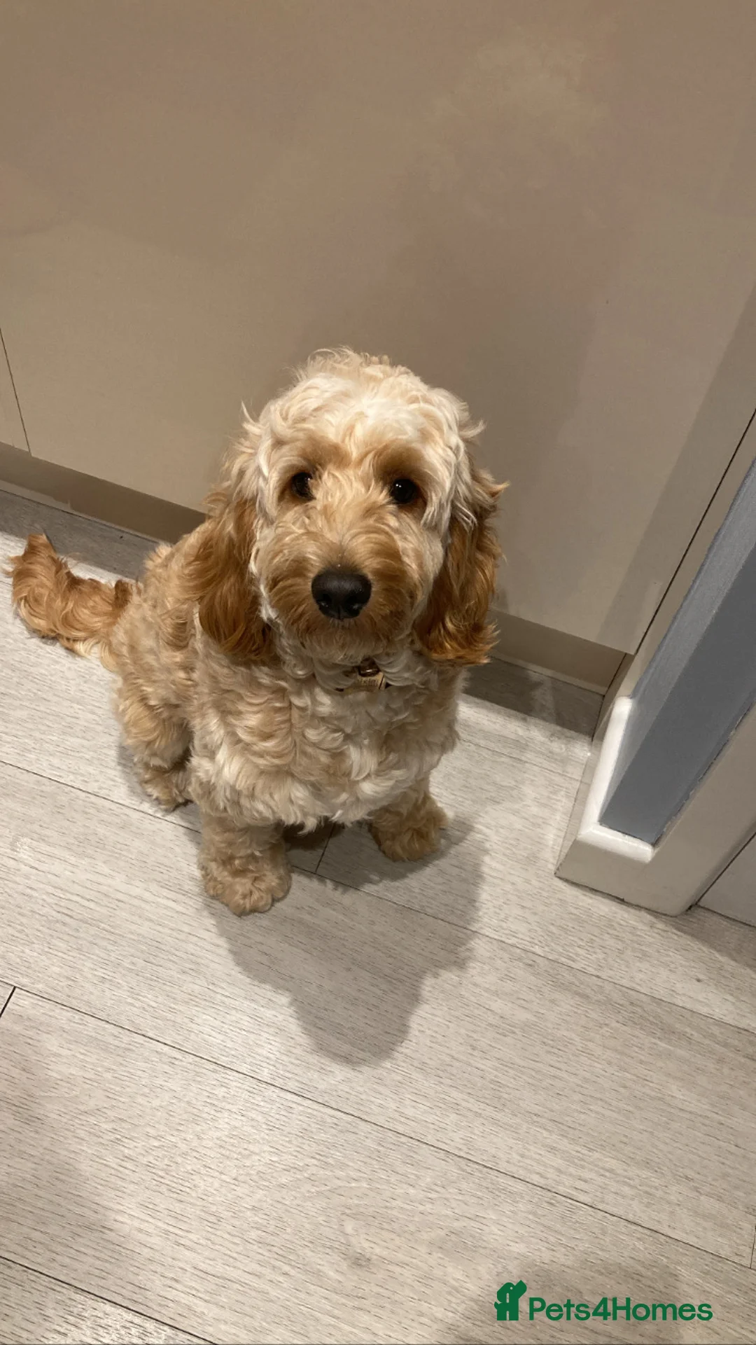 Cockapoo dogs for sale: Cockapoo puppies for sale in Keighley - Advert 2