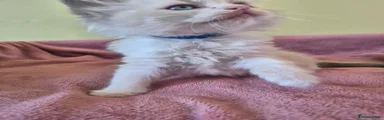 Elvis