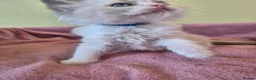 Ragdoll cats for sale: Ragdoll kittens GCCF regsitered - Advert 25