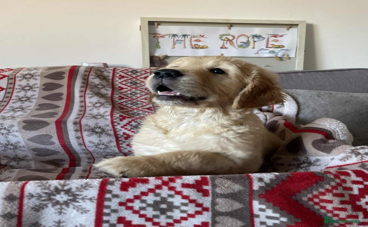 Golden Retriever dogs Beautiful Chunky golden retriever  - Advert 7