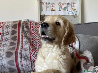 Golden Retriever dogs Beautiful Chunky golden retriever - Advert 4