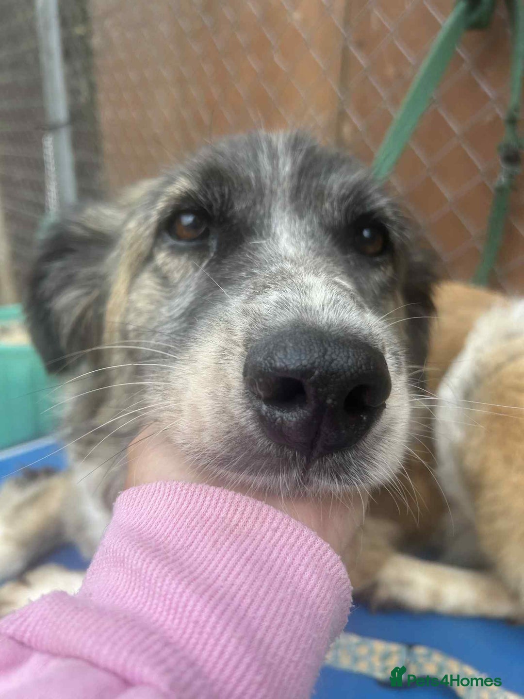Mixed Breed dogs for adoption: Hilda - Norwich Norfolk  - Image 2