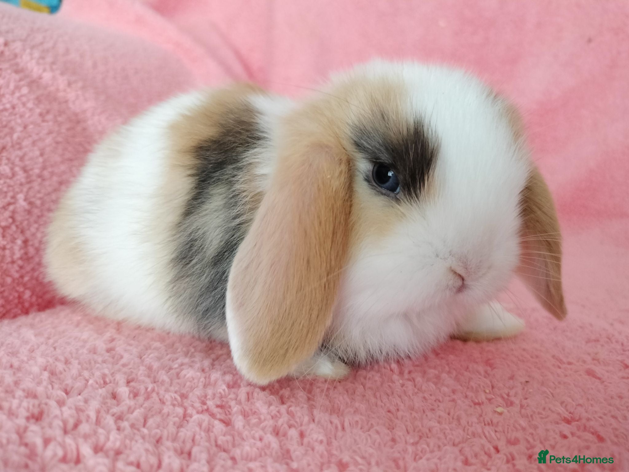 Mini Lop rabbits Baby mini lops for sale  - Advert 4