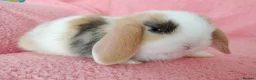 Mini Lop rabbits for sale: Baby mini lops for sale  - Advert 9