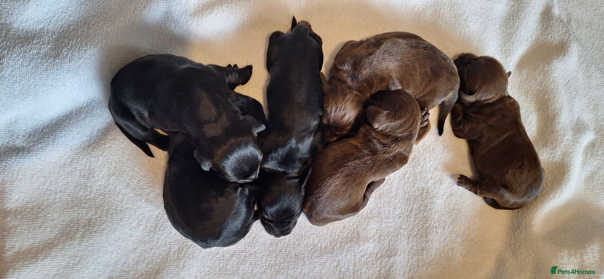 Mixed Breed dogs Cocker-Terripoo pups - Advert 9
