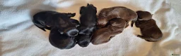Mixed Breed dogs for sale: Cocker-Terripoo pups - Advert 1