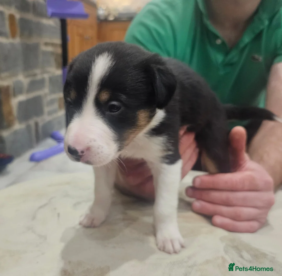 Mixed Breed dogs for sale: Huntaway x Collie X New Zealand Collie - Advert 3