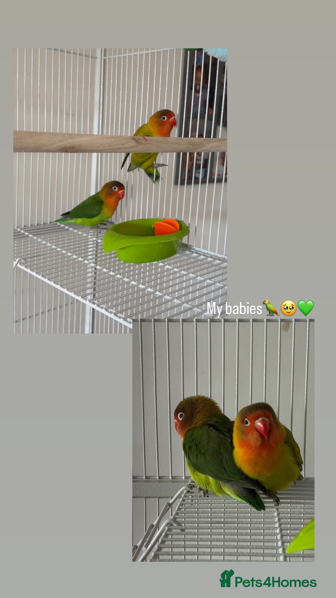 Lovebirds birds for sale: Two beautiful love birds for sale - Advert 1