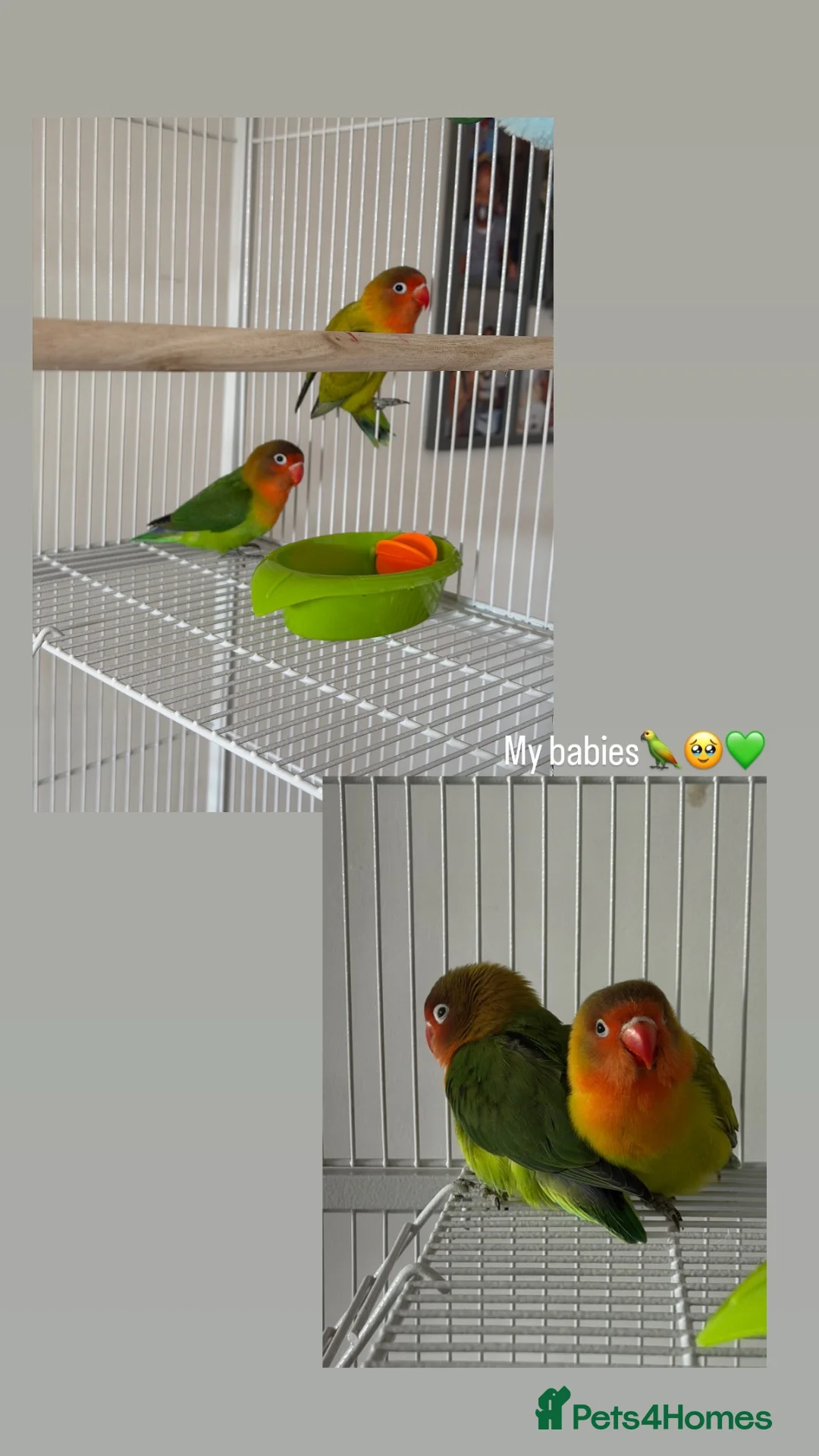 Lovebirds birds for sale: Two beautiful love birds for sale - Advert 1