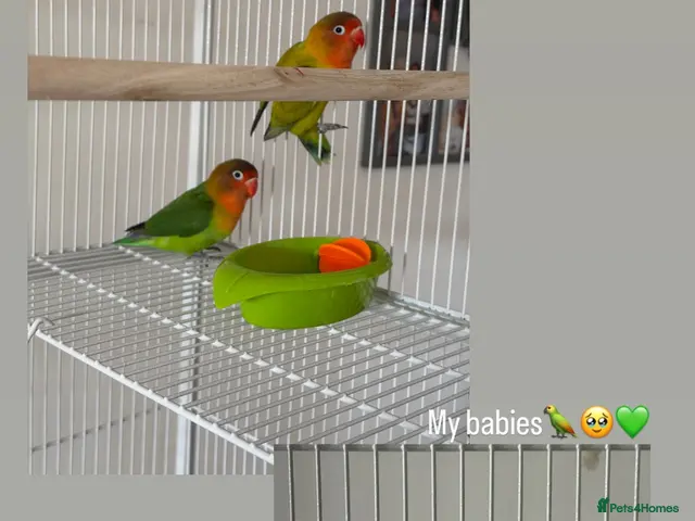 Lovebirds birds Two beautiful love birds for sale - Advert 1