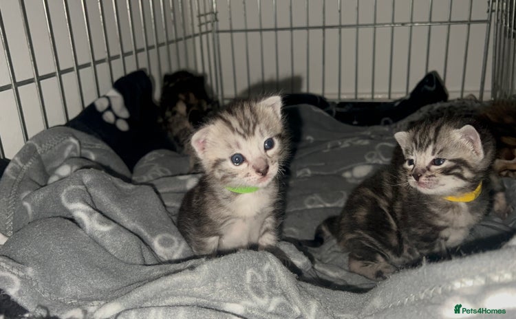 Bengal cats - Advert 2