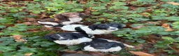 English Springer Spaniel dogs for stud: Elishade Misty Horizon (Dipper) - Advert 12