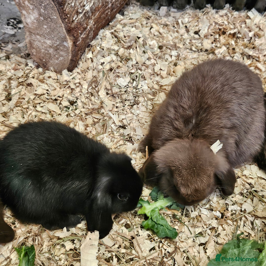 Dwarf Lop rabbits for sale: Therapy Bunny Pairs - Image 8