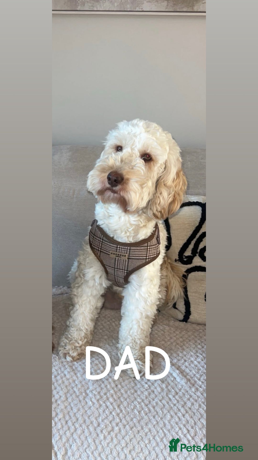 Cockapoo dogs for sale: F2 Cockapoos  - Advert 7