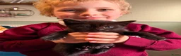 Mixed Breed cats for sale: 2 male black kittens in Ramsgate - Advert 6