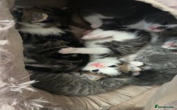 Mixed Breed cats for sale: 6 kittens - Image 12